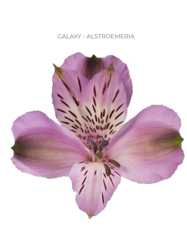 wholesale lavender alstromeria wholesale lavender alstromeria