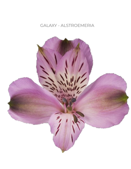 Alstroemeria Lavender 120 Stems | Premium Lavender Alstroemeria Wholesale & Bulk