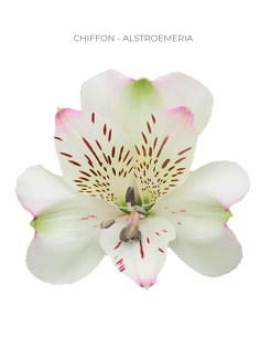 white alstromeria