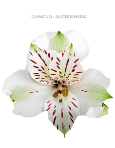 white alstromeria 2