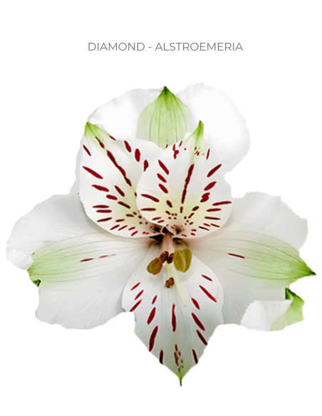 Alstroemeria White 120 Stems | Wholesale Bulk Alstroemeria