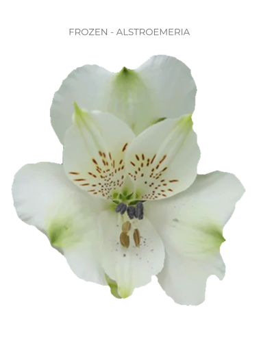 white alstromeria