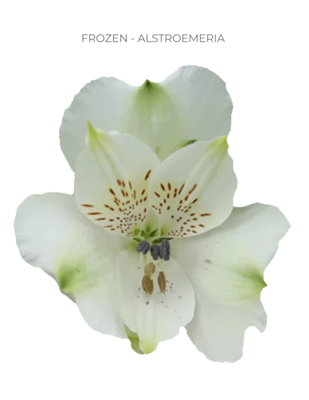 white alstromeria