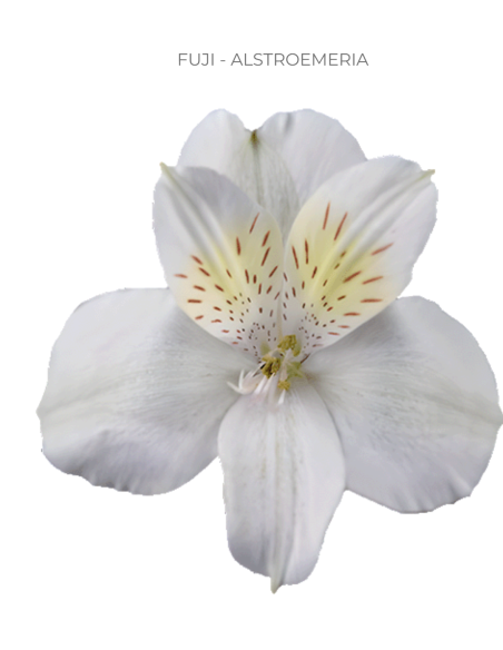 white alstromeria