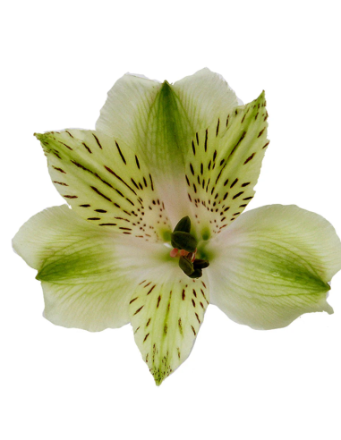 Alstroemeria Green | Premium Green Alstroemeria Wholesale & Bulk