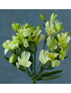 Alstroemeria Green | Premium Green Alstroemeria Wholesale & Bulk 2