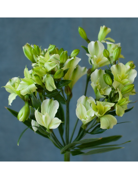 Alstroemeria Green | Premium Green Alstroemeria Wholesale & Bulk