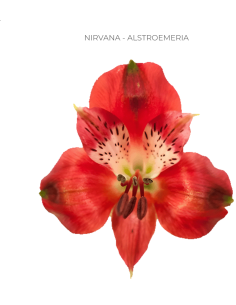 Alstroemeria Red 120 Stems | Wholesale Bulk Alstroemeria 2