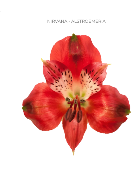 red alstromeria
