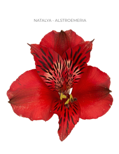 red alstromeria
