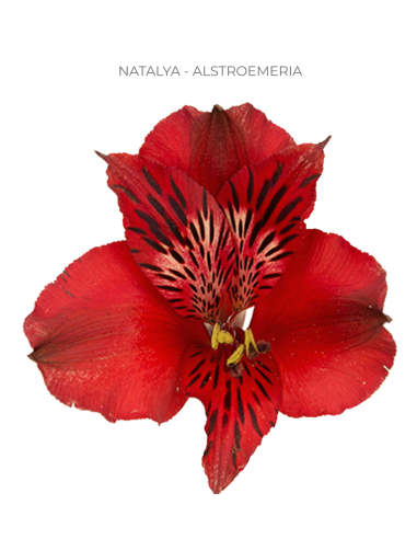 red alstromeria