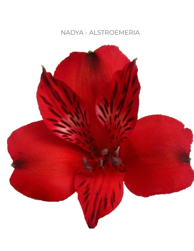 Alstroemeria Red 120 Stems | Wholesale Bulk Alstroemeria