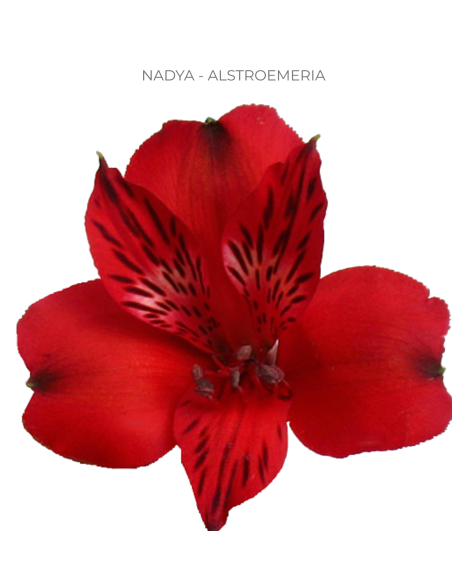 red alstromeria
