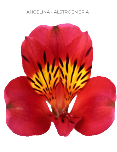 Alstroemeria Red 120 Stems | Wholesale Bulk Alstroemeria