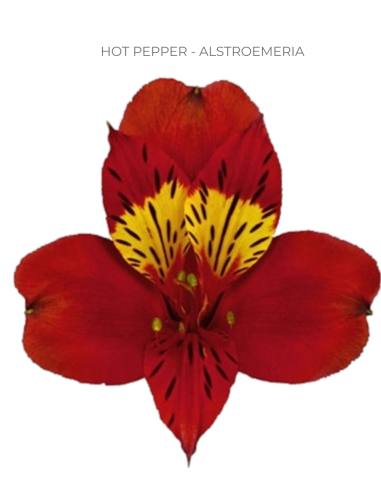 red alstromeria
