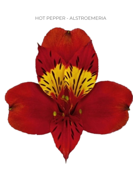 red alstromeria