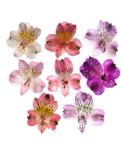 Alstroemeria Assorted 120 Stems | Wholesale Mixed‑Color Alstroemeria