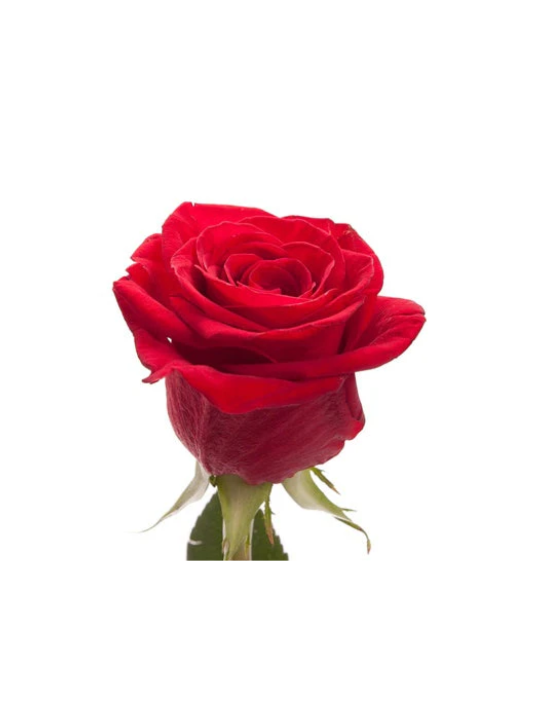 Freedom Roses 200 Stems 70 cm | Premium Red Roses Wholesale