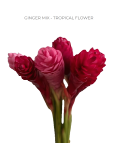 Mixed Pink & Red Ginger Flowers Bulk - 60 Stems | Florasource