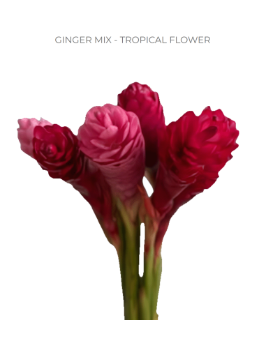 Mixed Pink & Red Ginger Flowers Bulk - 60 Stems | Florasource