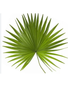 Palmetto Fans 5 / 10 / 15 / 20 bunches