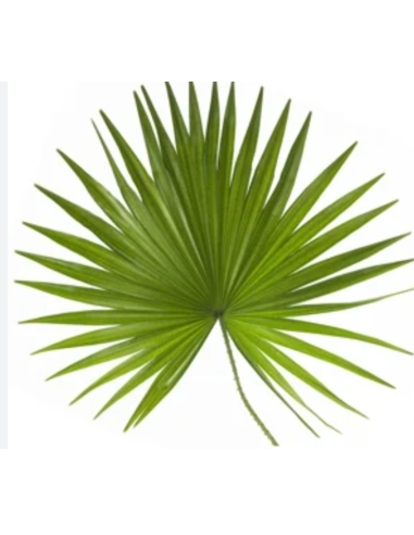Wholesale Palmetto Fans | Premium Tropical Palm Greenery