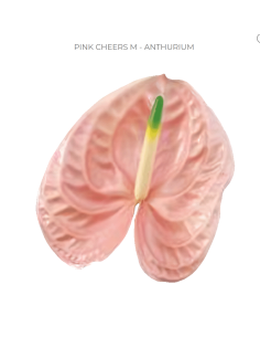 Anthurium Pink Cheers