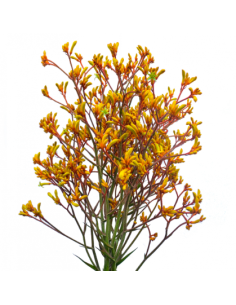 Yellow Kangaroo Paws By the Box 50 stems