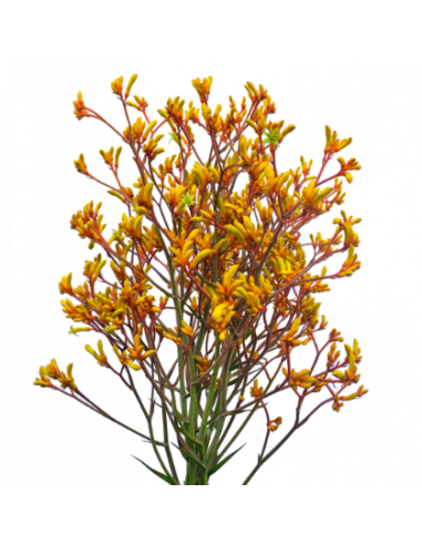 Wholesale Yellow Kangaroo Paws - 50 Stems Bulk Box | Florasource