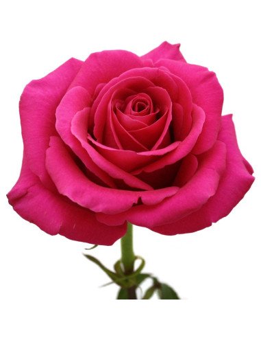 Pink Floyd  Hot Pink  Roses