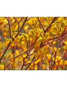 Wholesale Yellow Kangaroo Paws - 50 Stems Bulk Box | Florasource 2