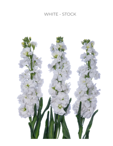 Stock White 120 stems BULK BOX Stock White 120 stems BULK BOX