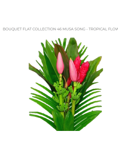 "Musa Song" LARGE Premium Collection 10 bunches