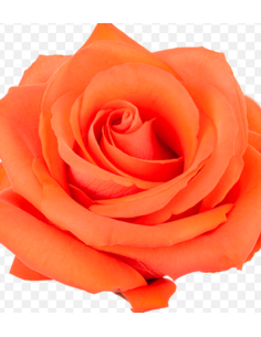 Rose Orange Alive 50 / 100 / 200 stems