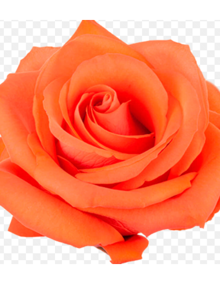 Rose Orange Alive 50 / 100 / 200 stems