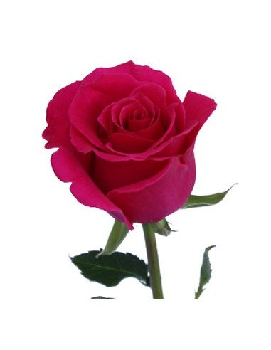 Hot Lady Hot Pink  Roses