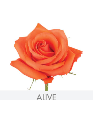 Rose Orange Alive 50 / 100 / 200 stems