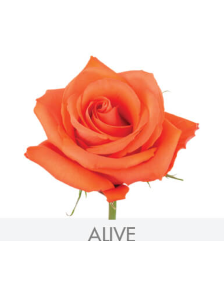 Rose Orange Alive 50 / 100 / 200 stems