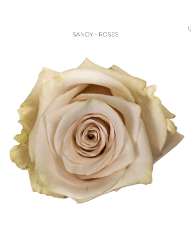 Sandy Roses — Nude‑Beige Roses | Wholesale & Bulk (100 Stems)