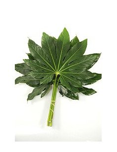 Fatsia