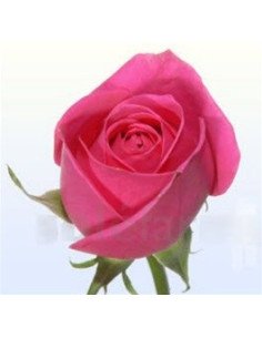 Kiko Hot Pink  Roses