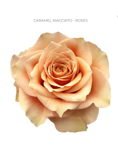 Caramel Macchiato Rose 100 stems