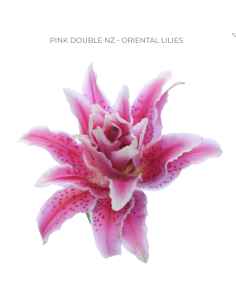 Rose Lily Pink or White 60 stems Multi Bloom