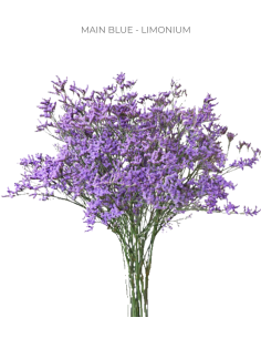 Wholesale Limonium Maine Blue - 10 Bunches Bulk Box | Florasource