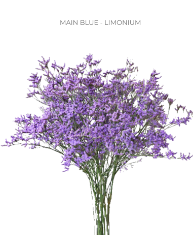 Wholesale Limonium Maine Blue - 10 Bunches Bulk Box | Florasource