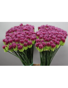 Allium Bullet 80cm 200 stems 2