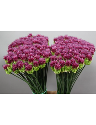 Allium Bullet 80cm 200 stems Allium Bullet 80cm 200 stems