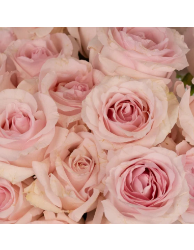 Titanic Pink Roses | Wholesale Pastel Pink Wedding Flowers 100 stems