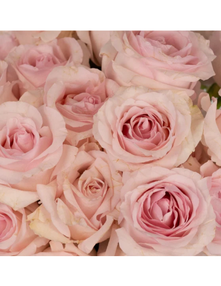 Titanic Pink Roses | Wholesale Pastel Pink Wedding Flowers 100 stems