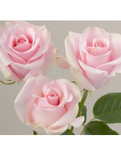 Titanic Pink Roses | Wholesale Pastel Pink Wedding Flowers 100 stems 2